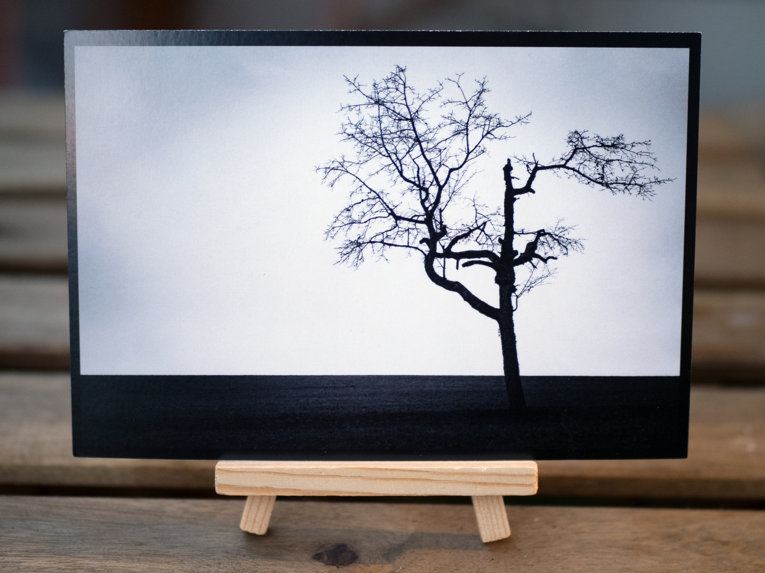 Ansichtskarte Kirschbaum-Motiv Ansichtskarte Kirschbaum-Motiv