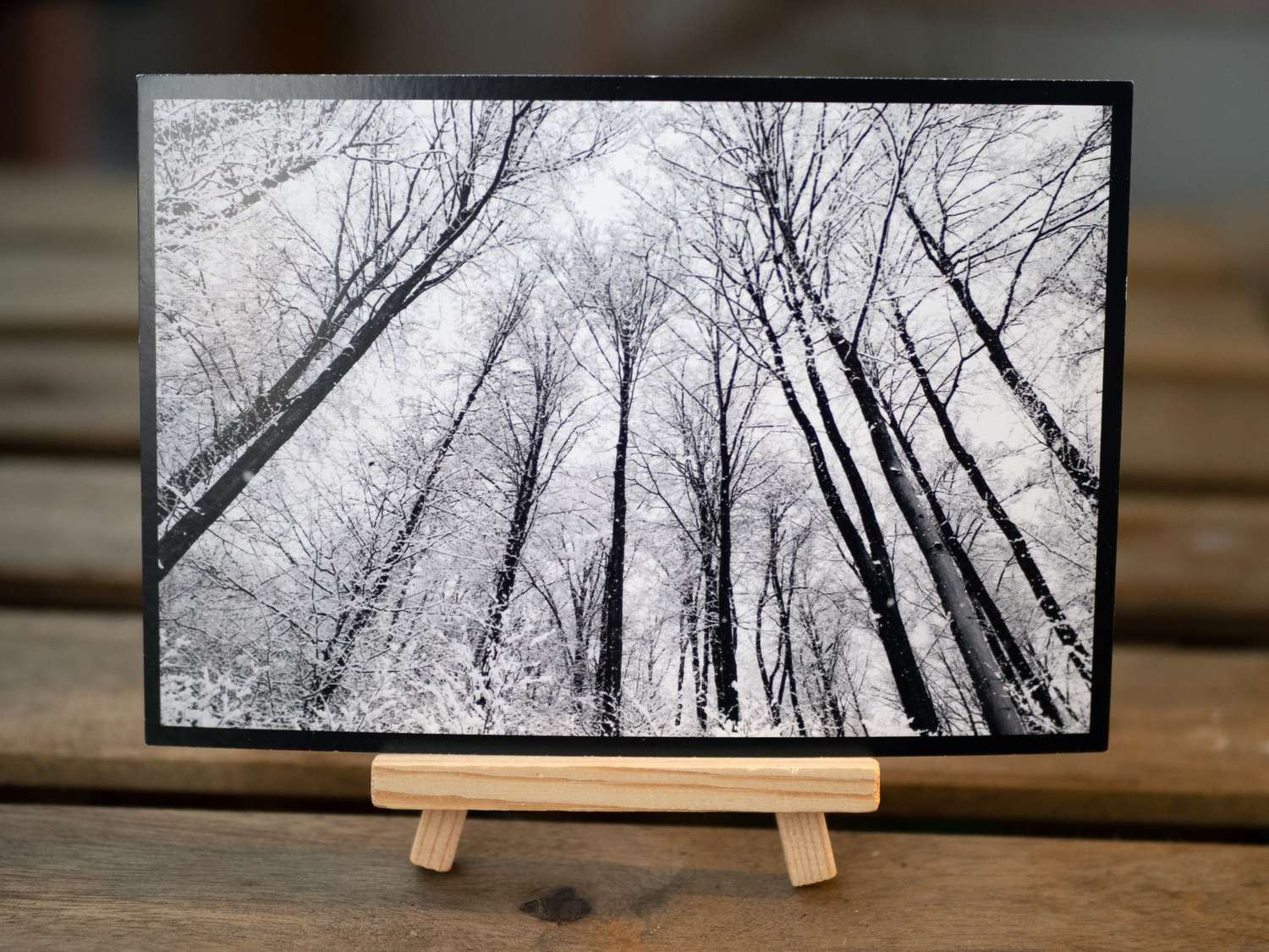 Ansichtskarte Winterwald-Motiv Ansichtskarte Winterwald-Motiv