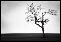 Ansichtskarte Kirschbaum-Motiv 3
