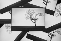Ansichtskarte Kirschbaum-Motiv 2