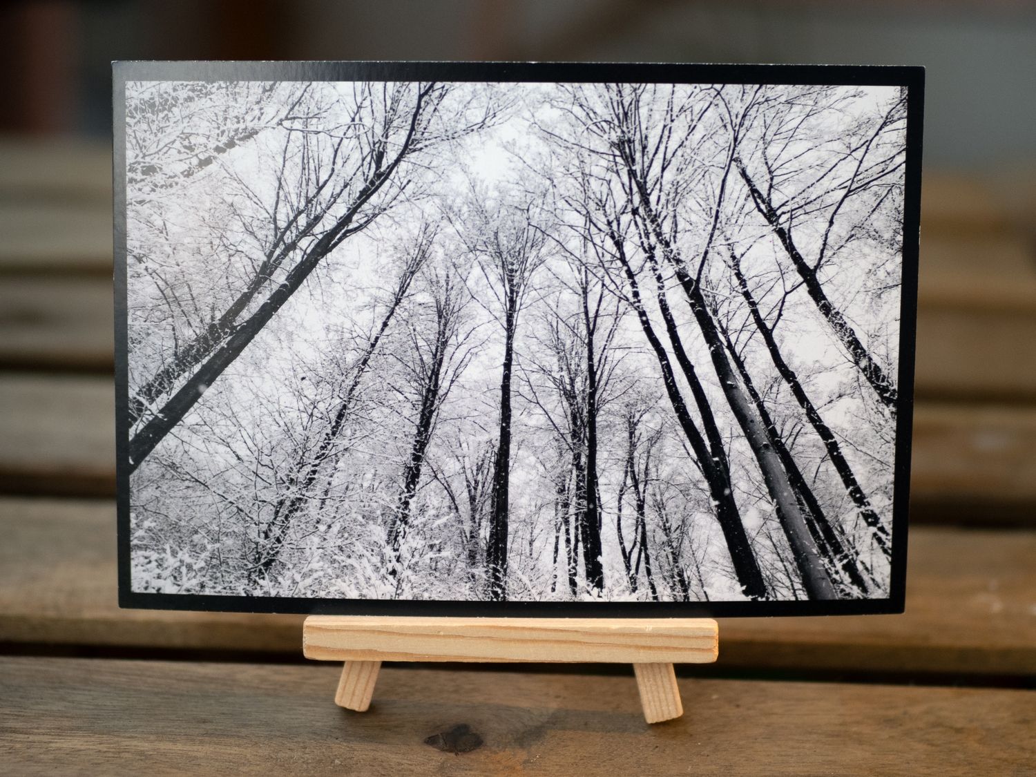 Ansichtskarte Winterwald-Motiv