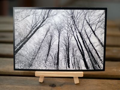 Ansichtskarte Winterwald-Motiv 1